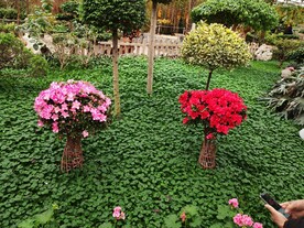 温室花草风景  