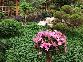温室花草风景