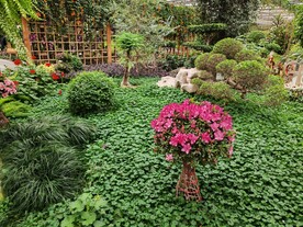 温室花草风景 