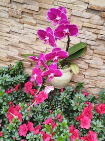 温室花草风景 