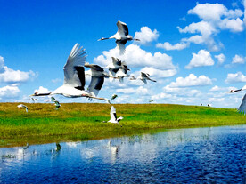 黑龙江扎龙湿地