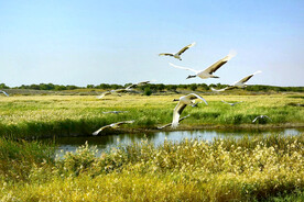 吉林向海湿地