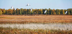 吉林向海湿地