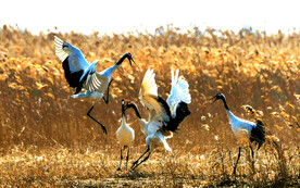 盐城丹顶鹤湿地