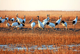 盐城丹顶鹤湿地