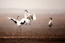 盐城丹顶鹤湿地