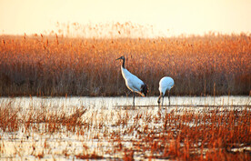 盐城丹顶鹤湿地