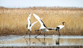 盐城丹顶鹤湿地