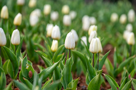 郁金香花