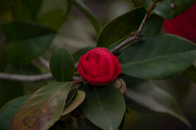 茶花 