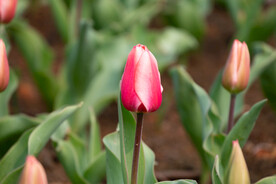 郁金香花 