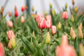 郁金香花 