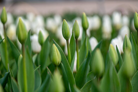 郁金香花 