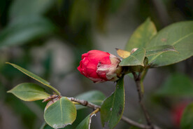 茶花 