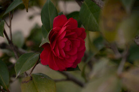茶花 