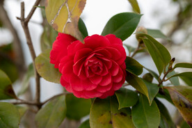 茶花 