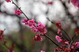 梅花