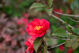 茶花 