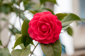 茶花 