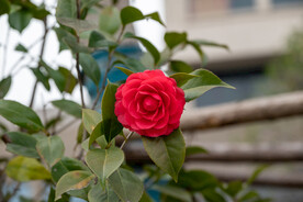 茶花 