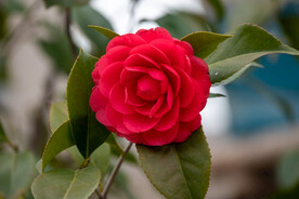 茶花