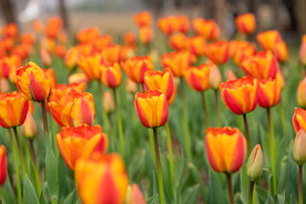 郁金香花 