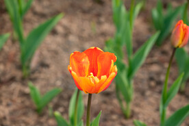 郁金香花