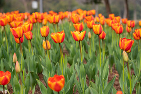 郁金香花