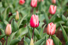 郁金香花