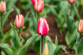 郁金香花