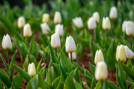 郁金香花 