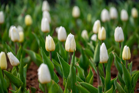 郁金香花 