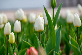 郁金香花 