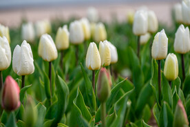郁金香花