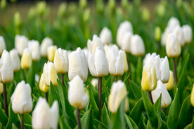 郁金香花 