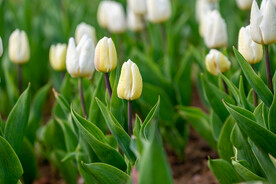 郁金香花 