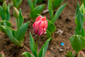 郁金香花 
