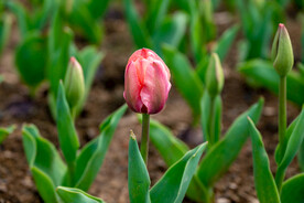 郁金香花