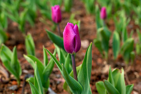 郁金香花