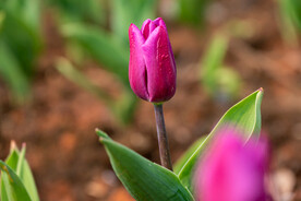 郁金香花