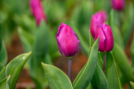 郁金香花