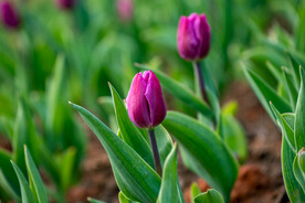 郁金香花 