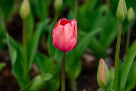 郁金香花