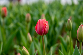 郁金香花