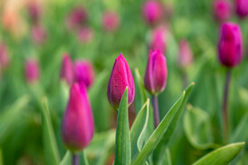 郁金香花