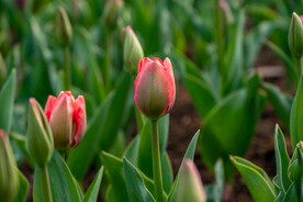 郁金香花