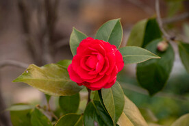 茶花 