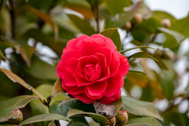 茶花 
