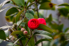 茶花