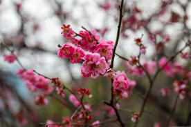  梅花